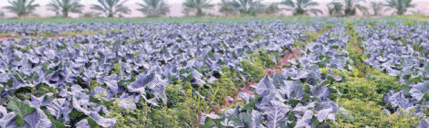 Qatar tops Arab world in food security
