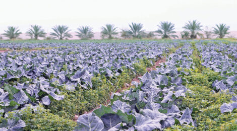 Qatar tops Arab world in food security